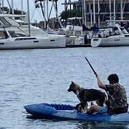 Pomeranians, Pomskies, and Siberian Huskies from Pine & Sea Poms and Pomskies