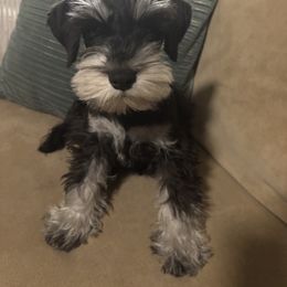 Toby - Black and silver male Miniature Schnauzer puppy in Sugar Land, Texas from Ana's Black & Silver Schnauzers