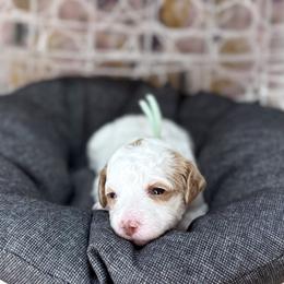 Maisie - Parti female Goldendoodle puppy in Mustang, Oklahoma from The Doodle grove
