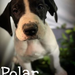 Great Dane Puppies from Sarabi’s Pride of Danes