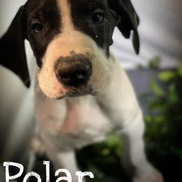 Great Dane Puppies from Sarabi’s Pride of Danes