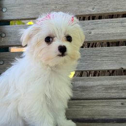 Maltese Puppies from California Marvalous Maltese