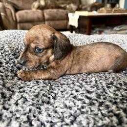 Yellow collar - Brindle male Dachshund puppy in Simms, Montana from Simms Ashuelot Kennel