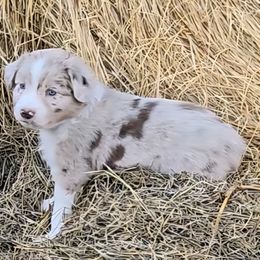 Reba McEntire - Red merle female Australian Shepherd puppy in Western Lake, Texas from MicKenna Ridge Ranch