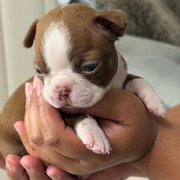 Autumn - Red female Boston Terrier puppy in Rosemont, California from Sacred Paw Sanctuary
