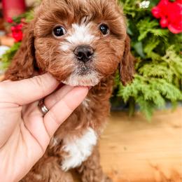 Crackle - Red male Cavapoo puppy in Idaho Falls, Idaho from Freckle Paw Family