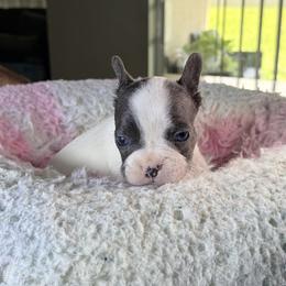 Snow - Black and white male French Bulldog puppy in St. Cloud, Florida from M & A Frenchies