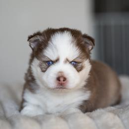 Romeo - Red and white male Pomsky puppy in San Mateo, California from The Pomsky Garden