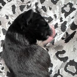 TBD - Black tri male Miniature Australian Shepherd puppy in Town 'N' Country, Florida from House of Miniature Aussies