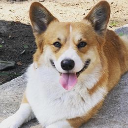 Louis - Pembroke Welsh Corgi