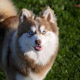 Sassy - Pomsky