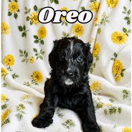 Oreo - Black and white male Bernedoodle puppy in High Point, North Carolina from Kingsfield Doodles