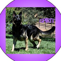 SPIRIT - German Shepherd