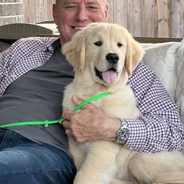 Golden Retriever Puppies from Chrysanthos Golden Retrievers