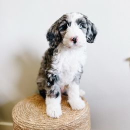 Peanut Butter Cup - Merle male Sheepadoodle puppy in Republic, Missouri from DOOD & Co