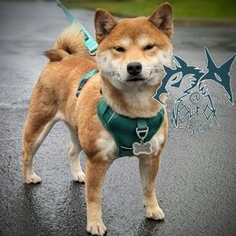 Silvi - Shiba Inu
