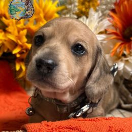 Joker - Dapple male Dachshund puppy in Fayetteville, West Virginia from Loop Creek Dachshunds