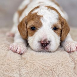 Raven - Blenheim female Cavapoo puppy in Yuciapa, California from AlltheDoodlez_