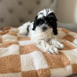 Oreo - Black and white female Assorted Doodle Crosses puppy in Lyman, Wyoming from Backcountry Doodles