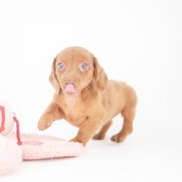 Apple Jack - Red female Dachshund puppy in Neosho, Missouri from Tinker Toy Doxies