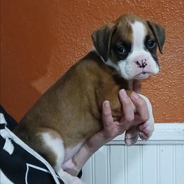 Huck - Fawn male Boxer puppy in Cannon Falls, Minnesota from Pattys Boxers and Bulldogs