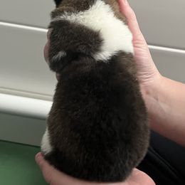 Girl 2 - Red, black overlay female Akita puppy in Indianapolis, Indiana from Gallant Akitas