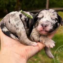 Mojito - Blue merle male Aussiedoodle puppy in Mulino, Oregon from Korbella Farm