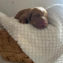 White - Yellow female Labrador Retriever puppy in Oklahoma City, Oklahoma from H & H Retrievers