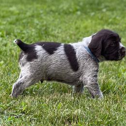 Goldendoodle and Wirehaired Pointing Griffon Puppies from Ole Poor Farm