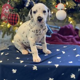 Girl 2 - Dalmatian puppy in Knoxville, Arkansas from K2 Dalmatians