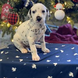 Girl 2 - Dalmatian puppy in Knoxville, Arkansas from K2 Dalmatians