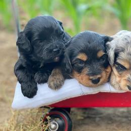 Aussiedoodles and Saint Berdoodles from Whispering Valley Doodles and More