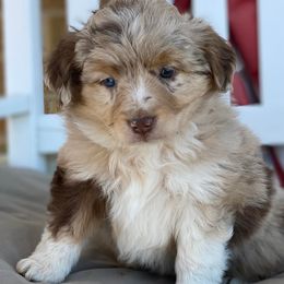 Miniature Australian Shepherds from Sunrise Acres Kennels