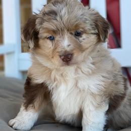 Miniature Australian Shepherds from Sunrise Acres Kennels
