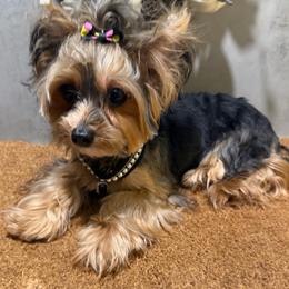 Riri - Black and tan female Yorkshire Terrier puppy in Maple Heights, Ohio from Yorkiesllc