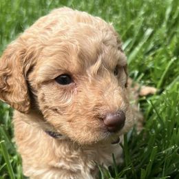 Goldendoodles from Goldendoodles of Oz