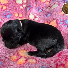 Easter - Black female Miniature Schnauzer puppy in Frankford, Delaware from Miniature Schnauzers of Delmarva