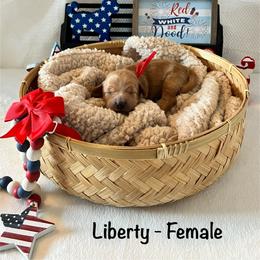 Liberty - Red Collar Female - Red  female Goldendoodle puppy in Bradenton, Florida from Suncoast Goldendoodles
