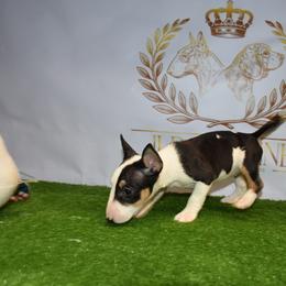 Pink collar female - Black tan and white female Miniature Bull Terrier puppy in Fontana, California from JLB Beagles & MBT