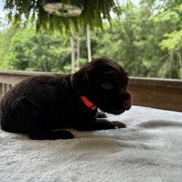 Orange collar - Chocolate male Boykin Spaniel puppy in Comer, Georgia from Weavers Kennels