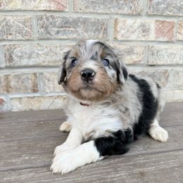 Burgundy Girl - Blue merle Aussiedoodle puppy in Centerburg, Ohio from A Dose Of Doodle