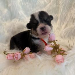 Lucia (Orange Collar) - Black and tan female Pembroke Welsh Corgi puppy in North Charleston, South Carolina from Corgivilla