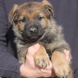 Girl 4 - female German Shepherd puppy in Washington from Von Zobel Haus Kennels