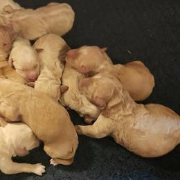 Boy 1 - Apricot male Labradoodle puppy in Fostoria, Michigan from North Country Kennel Club