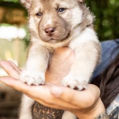 Puppy 2 - Red and white female Gerberian Shepsky puppy in Louisville, Kentucky from Arsen's Purebreds & Hybrids