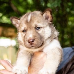 Puppy 2 - Red and white female Gerberian Shepsky puppy in Louisville, Kentucky from Arsen's Purebreds & Hybrids