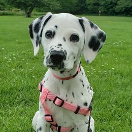 Dalmatians from Symphony Dalmatians