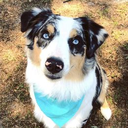 Australian Shepherds, Miniature American Shepherds, and Miniature Australian Shepherds from Cypress Grove Aussie