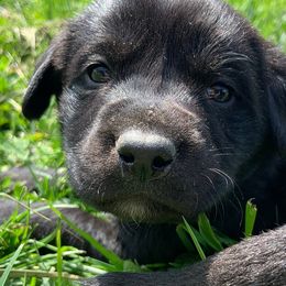 Labrador Retrievers from On Point Labradors