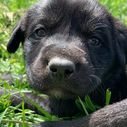 Labrador Retrievers from On Point Labradors